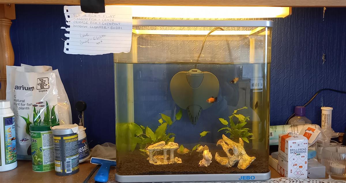 goldfish in an aquarium - Klikk for stort bilde